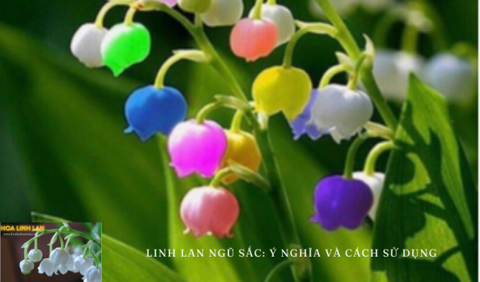 Linh Lan Ngũ Sắc: Ý Nghĩa và Cách Sử Dụng