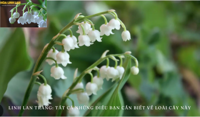 White Lily of the Valley: Everything You Need to Know About This Plant