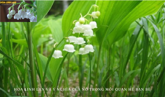 Lily of the valley and its meaning in friendship