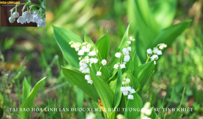 Why Lily of the Valley is Considered a Symbol of Purity: Reasons and Meanings