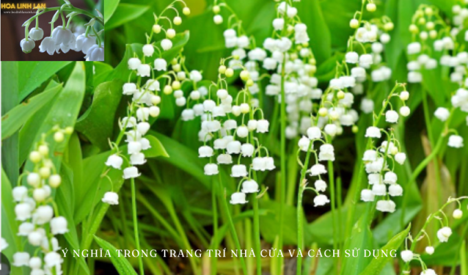 Lily of the Valley: Meaning in Home Decoration and How to Use It