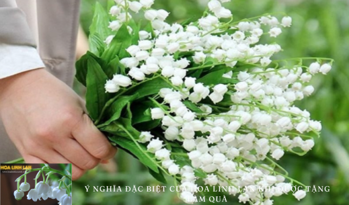 The special meaning of lily of the valley when given as a gift