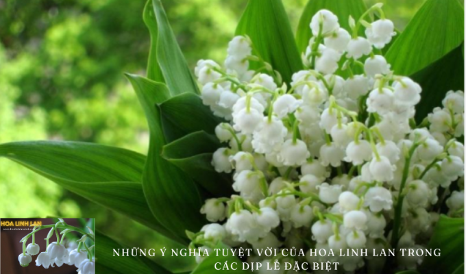 The wonderful meanings of lily of the valley flowers on special occasions