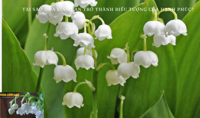 Why did lily of the valley become a symbol of happiness? – Find out why lily of the valley is considered a symbol of the return of happiness