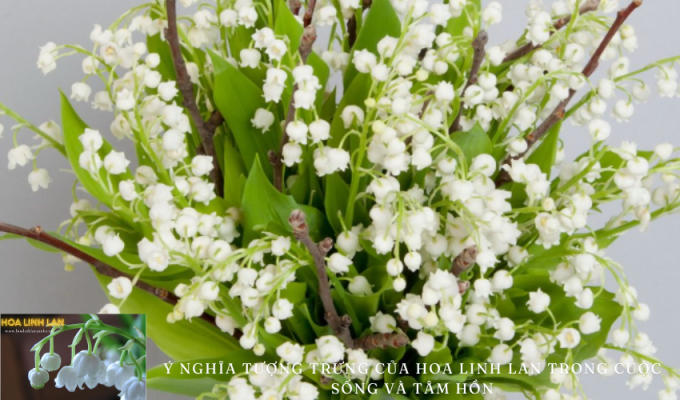 Symbolic meaning of lily of the valley in life and soul