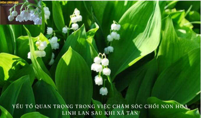 Important factors in caring for lily of the valley buds after wilting