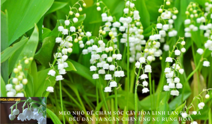 Tips to care for lily of the valley to bloom regularly and prevent buds from falling off