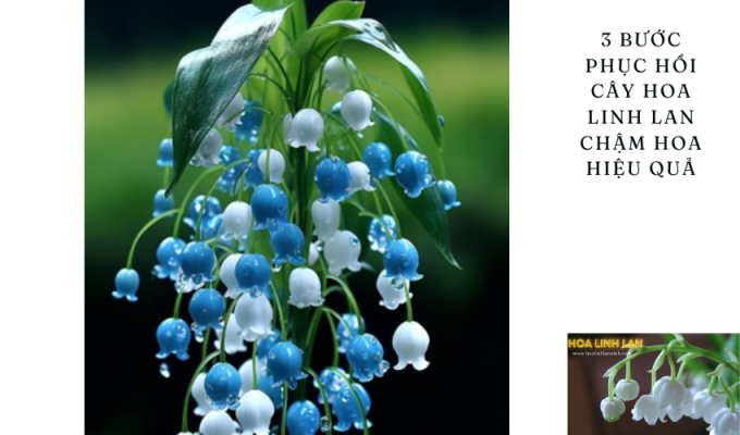 3 Steps to Effectively Restore Slow-Blooming Lily of the Valley Plant