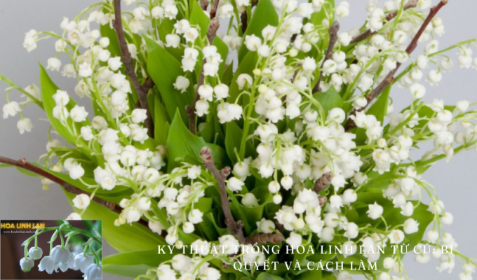 Growing Lily of the Valley from Bulbs: Tips and Tricks