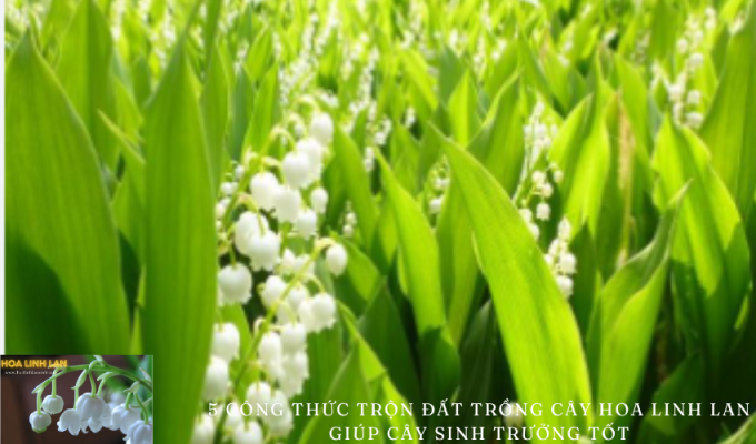 5 Soil Mixing Formulas for Lily of the Valley Plants to Help The Plants Grow Well