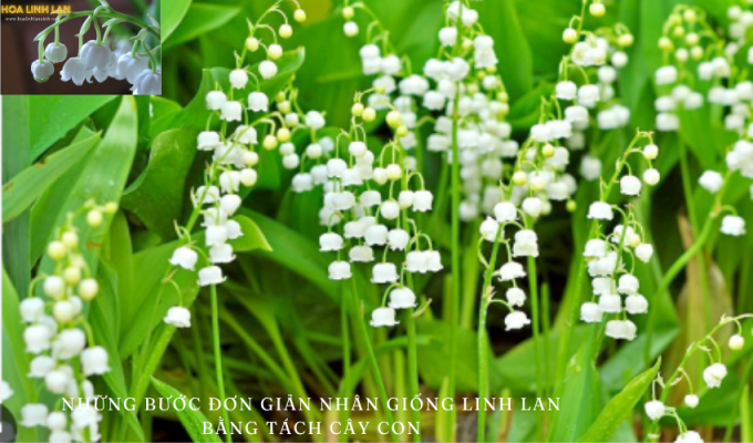 Simple steps to propagate Lily of the Valley by separating seedlings