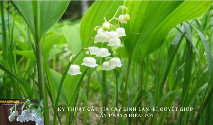 Lily of the Valley Pruning Techniques: Tips to Help Your Plant Grow Well