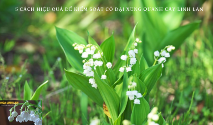 5 Effective Ways to Control Weeds Around Lily of the Valley