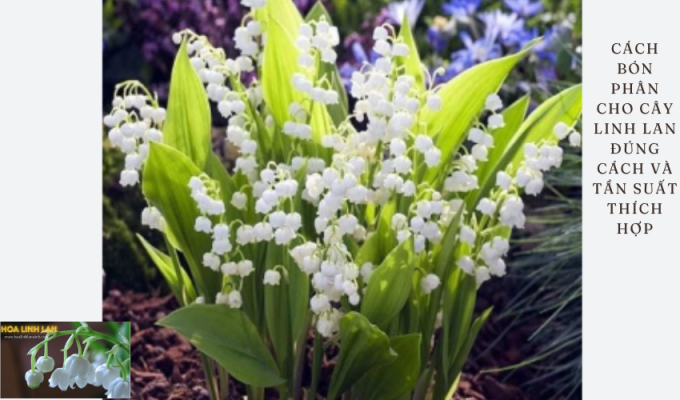 How to fertilize lily of the valley properly and at the right frequency