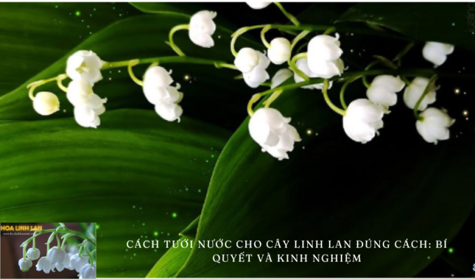 How to water lily of the valley properly: Tips and tricks