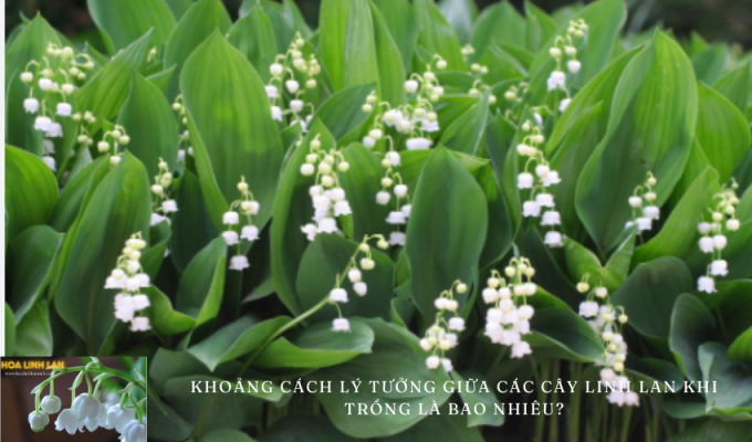 What is the ideal distance between lily of the valley plants when planting? Secrets to effectively growing lily of the valley plants