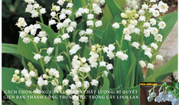 How to choose quality lily of the valley seeds: Secrets to help you succeed in growing lily of the valley