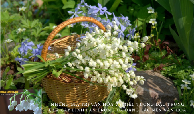 Cultural values ​​and typical symbols of Lily of the Valley in diverse cultures