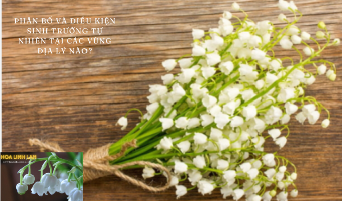 Lily of the Valley: Distribution and natural growth conditions in which geographical areas?