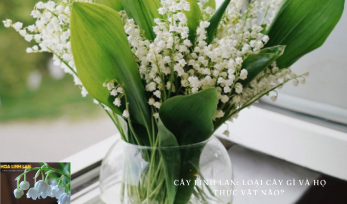 Lily of the Valley: What Kind of Plant and What Family Does It belong to? – What kind of plant is the Lily of the Valley and what family does it belong to?