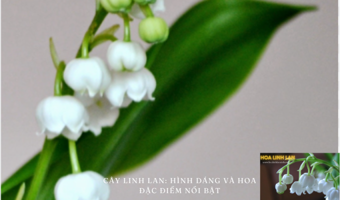 Lily of the Valley: Shape and Flower Features