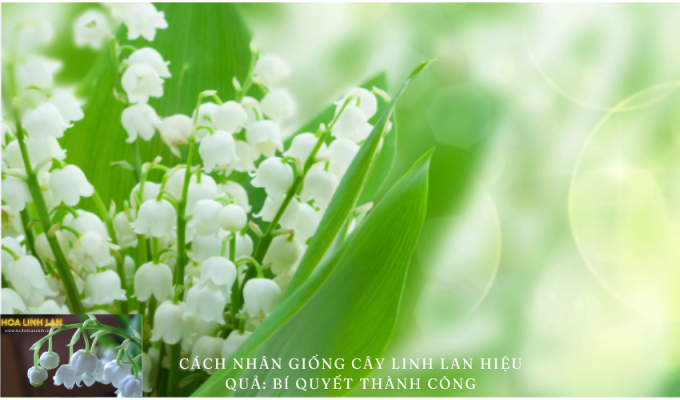 How to Propagate Lily of the Valley Effectively: The Secret to Success