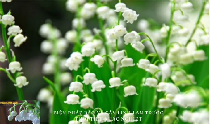 How to protect lily of the valley from harsh weather: Effective solutions for hot weather and heavy rain