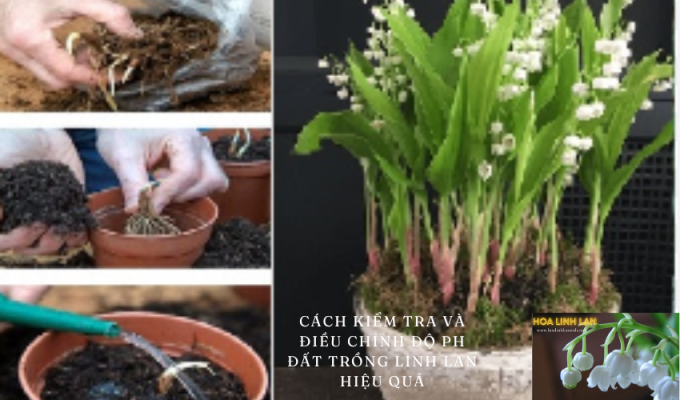 How to check and adjust soil pH effectively for growing lily of the valley