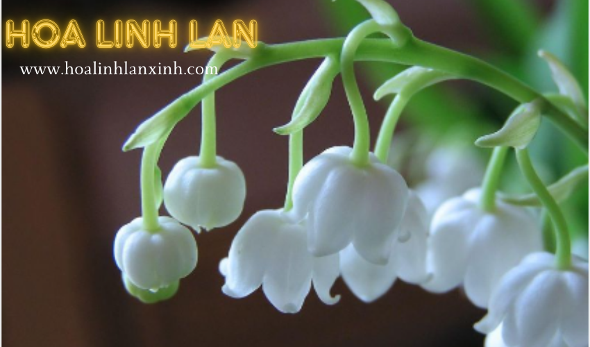 hoalinhlanxinh.com