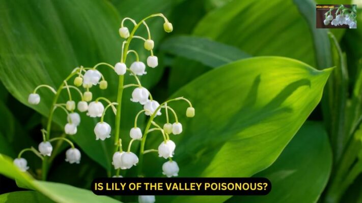 Is Lily of the Valley Poisonous? A Comprehensive Guide