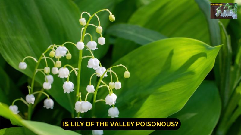 Is Lily of the Valley Poisonous? A Comprehensive Guide